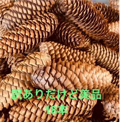 なが～い松ぼっくりドイツトウヒ１００本　自然の恵み・長野産複数サイズ 装飾用 2026年最新】松ぼっくり ドイツトウヒの人気アイテム - メルカリ