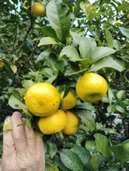 「MJベルガモット様専用」　ベルガモットの香り　クンサーラ接ぎ木の2年大苗