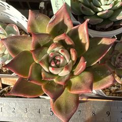 miyaさん苗 札付 命名交配♥️エボニー×ひびき❤️ 多肉 ミヤさん苗 抜き苗 miyaさん苗❣️命名株❣️❣️ひなの❣️❣️札付き❗️多肉植物 抜き