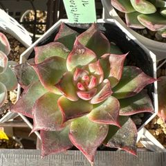 miyaさん苗❣️命名株❣️ハル×colorata.Atemajac(粉なし)❣️札付き