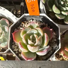 2025年最新】miyaさん苗 ひなのの人気アイテム - メルカリ