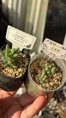 札付き❤️✨シムランス✕ラコロ✨ 多肉植物 シムランスLSxラコロ 札なし - メルカリ