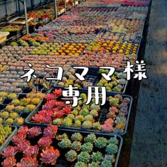 kuni様専用 - メルカリ