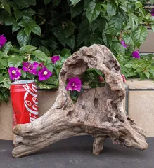 2025年最新】アク抜き済流木の人気アイテム - メルカリ