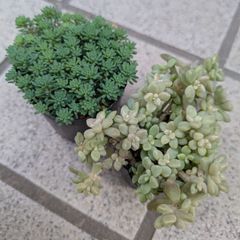 多肉植物 抜き苗 ブロウメアナ 6センチ×2 - メルカリ