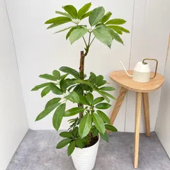 2025年最新】ブラッサイアの人気アイテム - メルカリ