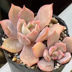 多肉植物♡リラシナ✖️アガボイデス❤︎抜き苗(根付き)