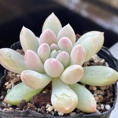 多肉植物♡ライムアンドチリ❤︎抜き苗(根付き) - メルカリ