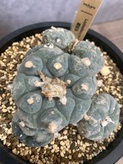 tetragonum DT7778 コノフィツム テトラゴナム - メルカリ