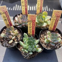 多肉植物♡ライムアンドチリ❤︎抜き苗(根付き) - メルカリ