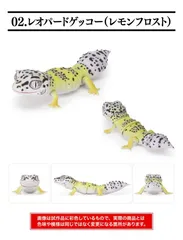いきもの大図鑑レプティ SELECTEDEDITION レオパードゲッコー ( レモンフロスト)