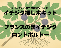 【発根が見える】イチジク挿し木キット・ロンドボルドー｜透明ポット｜初心者OK・自由研究にも