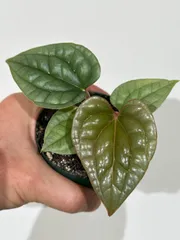 【aroidplus】再リリース★Anthurium luxurians★東京産実生株★室内育成