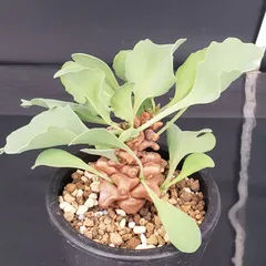 大株 特選 現地株 オトンナ ヘレー お得価格 オトンナ ヘレー 3点セット 大中小 - メルカリ