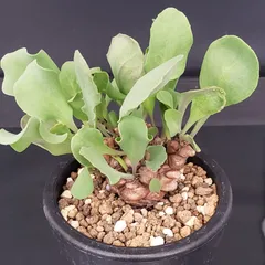 2025年最新】オトンナ ヘレーの人気アイテム - メルカリ