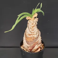 2025年最新】ブーファン ディスティチャの人気アイテム - メルカリ