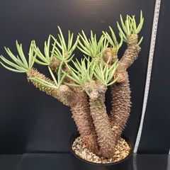 2025年最新】チレコドンの人気アイテム - メルカリ