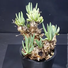 2025年最新】チレコドンの人気アイテム - メルカリ