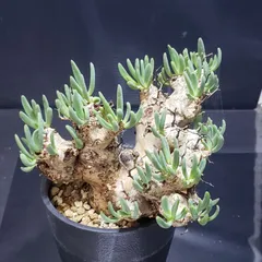 2025年最新】万物想の人気アイテム - メルカリ