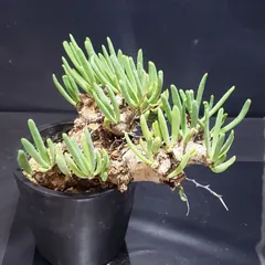 2025年最新】万物想の人気アイテム - メルカリ