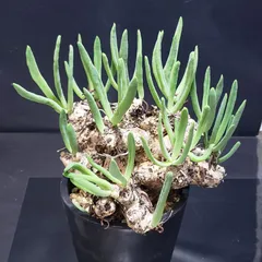 2025年最新】万物想の人気アイテム - メルカリ