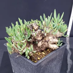 【セール】チレコドン　レティキュラータス　No.003　鉢、送料込　メルカリ便 チレコドンレティキュラータス万物想現地球発根済良株陶器鉢セット