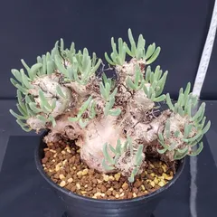 チレコドン　レティキュラータス　No.005　鉢、送料込　メルカリ便 塊根植物】 万物想 チレコドン レティキュラータス 国内実生17 - メルカリ