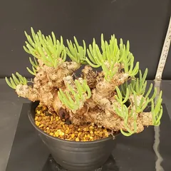 チレコドン　レティキュラータス　No.001　鉢、送料込　メルカリ便 チレコドンレティキュラータス万物想現地球発根済良株陶器鉢セット