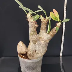 2025年最新】エニグマティクムの人気アイテム - メルカリ