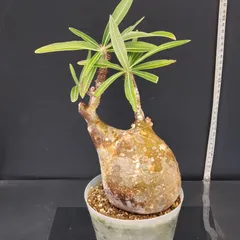 2025年最新】グラキリス 現地球の人気アイテム - メルカリ