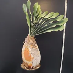 2025年最新】ブーファン ハエマンソイデスの人気アイテム - メルカリ