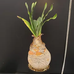 2025年最新】ブーファン ハエマンソイデスの人気アイテム - メルカリ