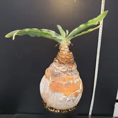 2025年最新】ブーファン ハエマンソイデスの人気アイテム - メルカリ