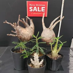 2025年最新】グラキリス ベアルートの人気アイテム - メルカリ