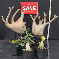 2025年最新】グラキリス ベアルートの人気アイテム - メルカリ