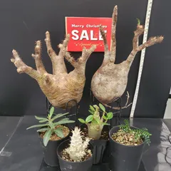 2025年最新】パキポディウム サキュレンタムの人気アイテム - メルカリ