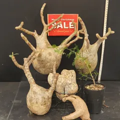 2025年最新】グラキリス ベアルートの人気アイテム - メルカリ