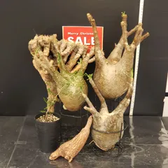 2025年最新】グラキリスの人気アイテム - メルカリ