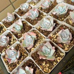 多肉植物 韓国苗 ピンクリップスティック 抜き苗 - メルカリ