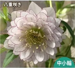 花苗 ミヨシのクリスマスローズ しずく小鞠 9cmポット 1苗のサムネイル