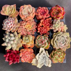 3即購入OK セット 100苗 韓国苗 雑交新種 多肉植物 エケベリア 36☆即購入OK セット 30苗 ☆韓国苗 ☆雑交新種 ☆多肉植物 エケベリア