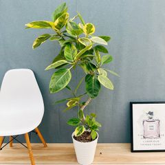 現品］3番 フィカス アルテシマ 8号 観葉植物 室内 大型 ゴムの木