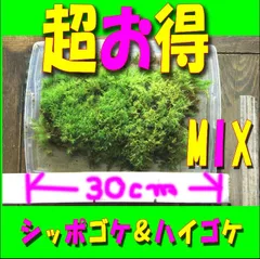 2025年最新】ハイ苔の人気アイテム - メルカリ