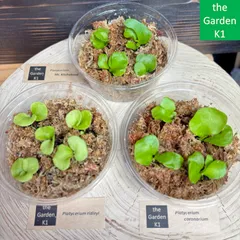 2026年最新】コロナリウムの人気アイテム - メルカリ