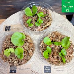 ビカクシダ】リドレイ・キッチャクード・コロナリウム 幼苗 RKC003