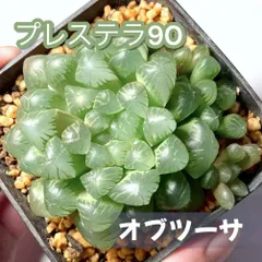 多肉植物　ハオルチア オブツーサ（大）