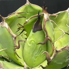 2026年最新】ライムグリーン アガベの人気アイテム - メルカリ