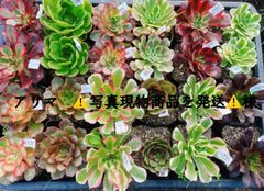 新入荷セール アエオニウム 多肉 おまかせ6種 カット苗 セット 名前付 Fセット 美希多肉 アエオニウム おまかせ6種セット カット苗 6苗 品種