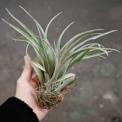 2025年最新】エアープランツ チランジアの人気アイテム - メルカリ