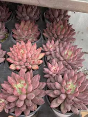 新入荷　金魚姫×18株 多肉植物 エケベリア セダム アエオニウム 韓国苗 寄せ植え　詰め合わせ MY501